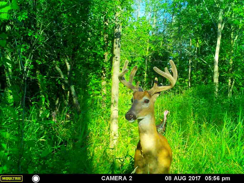 Trail Cam Tuesday