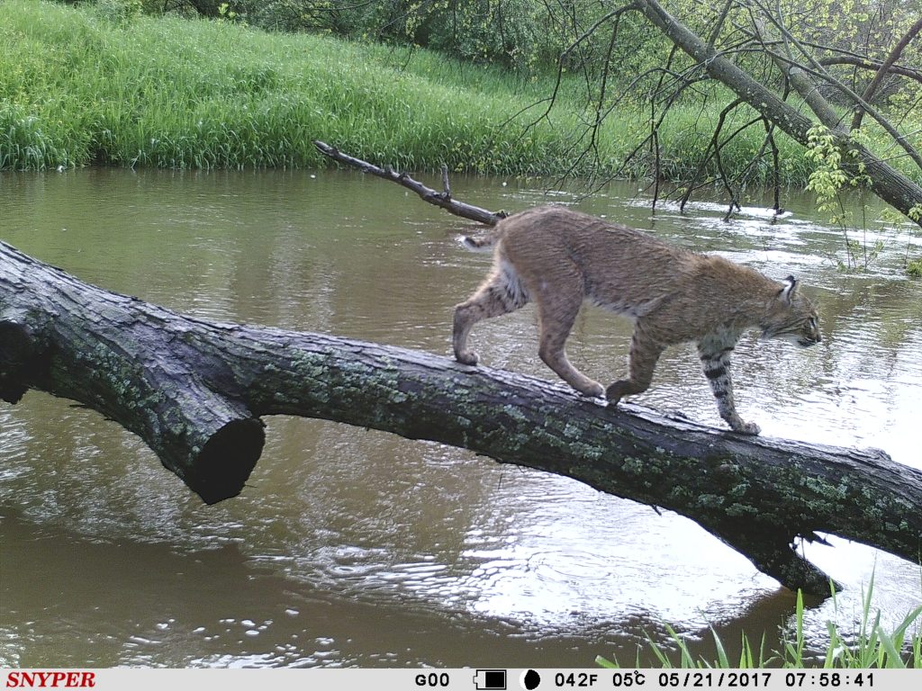 Trail Cam Tuesday