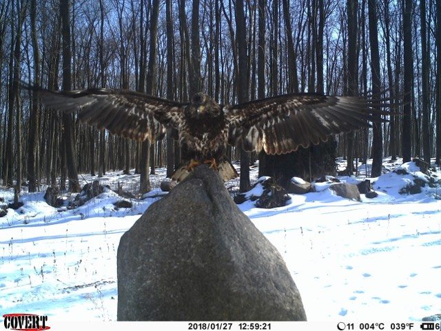 Trail Cam Tuesday