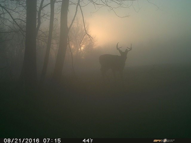 Trail Cam Tuesday