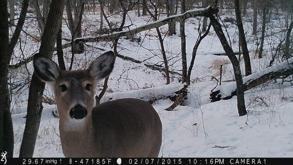 Trail Cam Tuesday