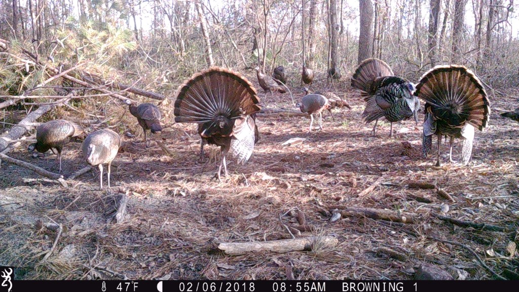 Trail Cam Tuesday