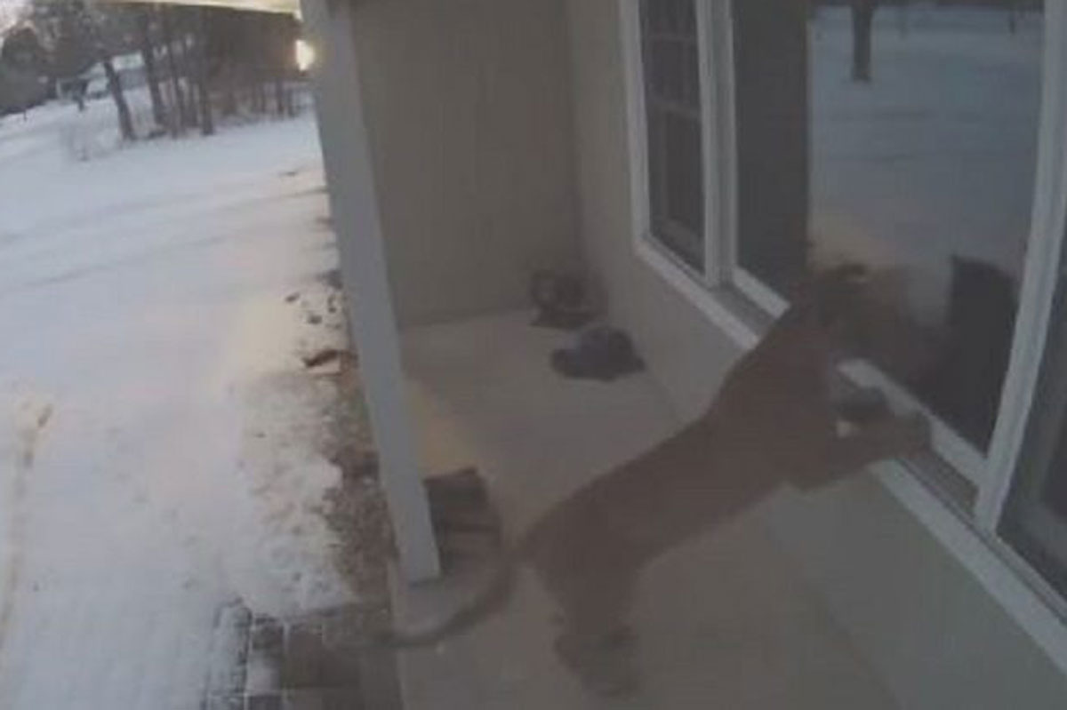 cougar