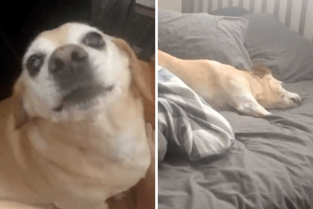 Higgs the Dog Doesn't Get His Way, Throws Priceless Tantrum