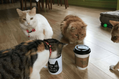 Houston Cat Café