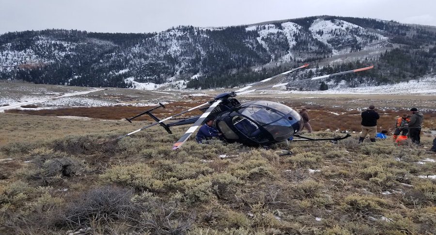 leaping elk