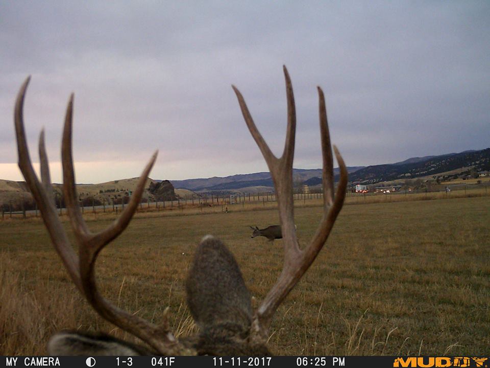 Trail Cam Tuesday