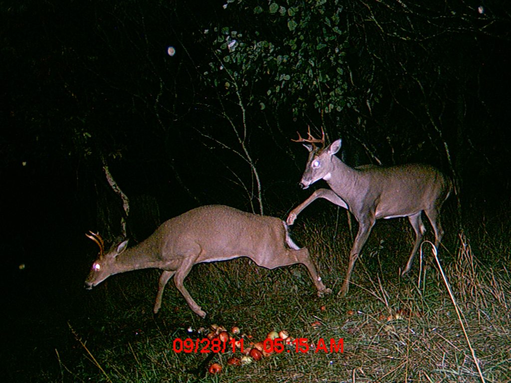 Trail Cam Tuesday