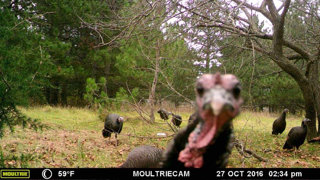 Trail Cam Tuesday