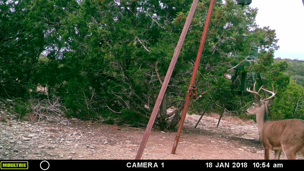 Trail Cam Tuesday