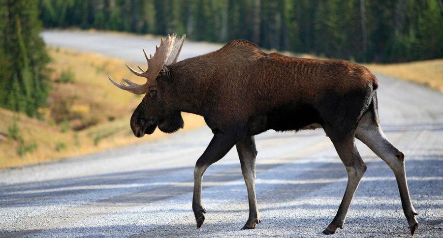 Maine Moose