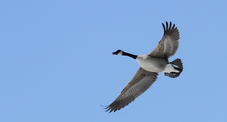 goose knocks hunter out
