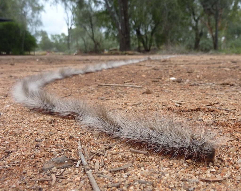 Bag-shelter moths