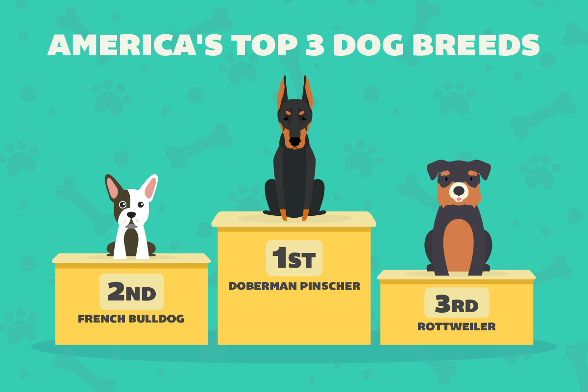 top 3 dog breeds in america