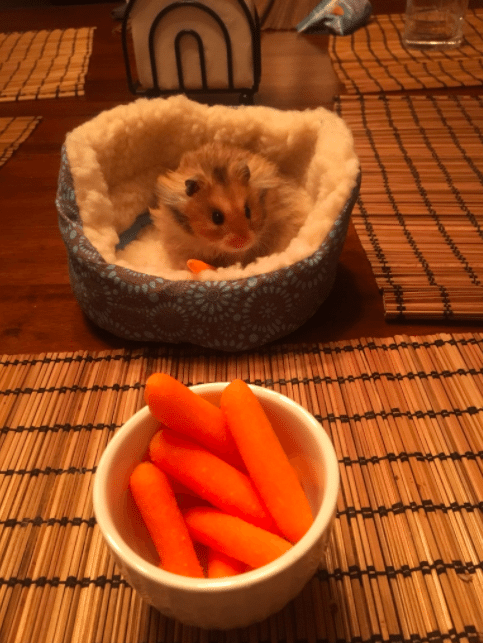 hamster eating carrots