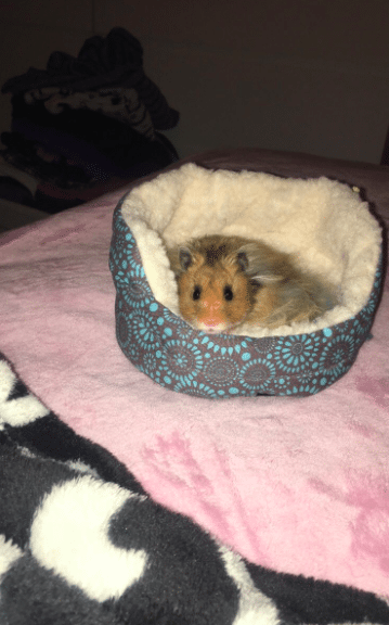 hamster in bed