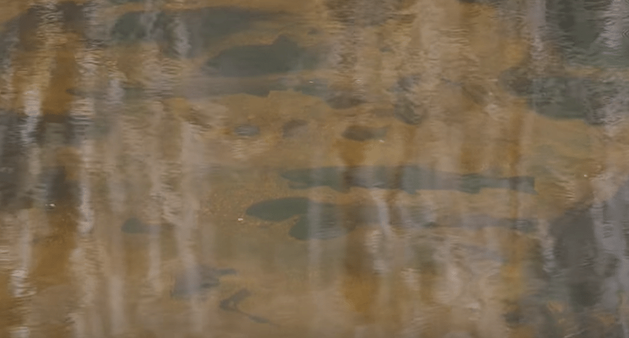 sight fishing