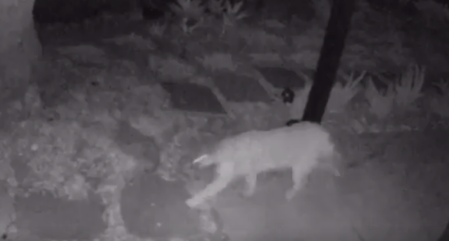 Mountain lion problem