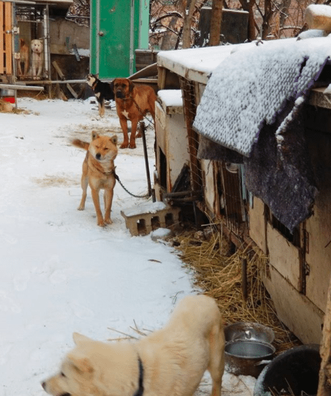 dog meat farm