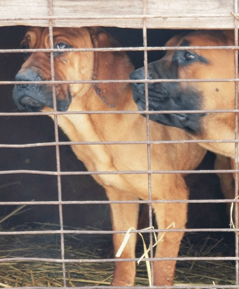 dog meat farm