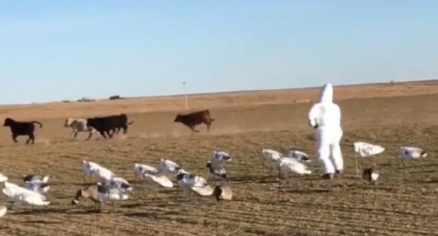 snow goose