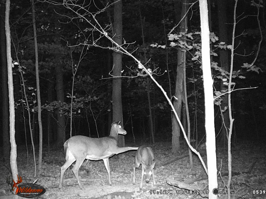 Trail Cam Tuesday