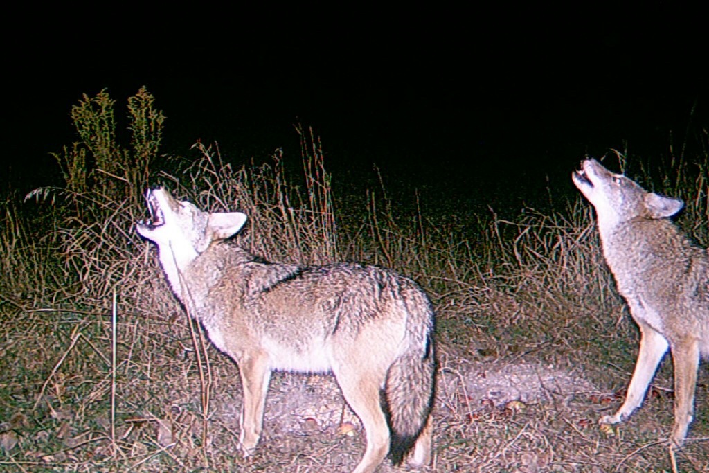 Trail Cam Tuesday