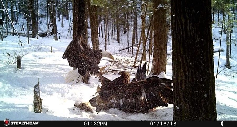 Trail Cam Tuesday