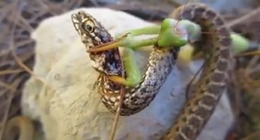 praying mantis devours snake