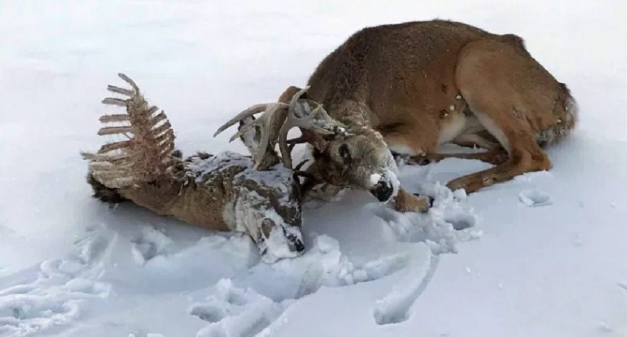 buck locked with dead opponent