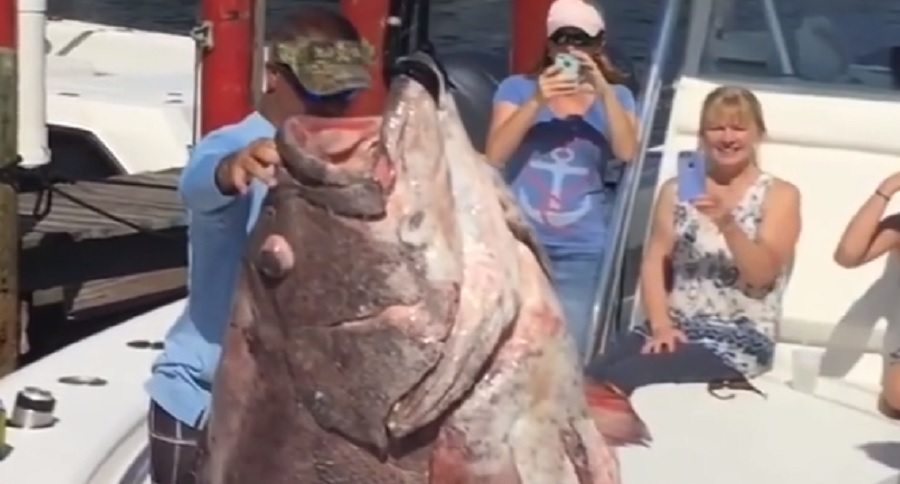 now that is a big fish