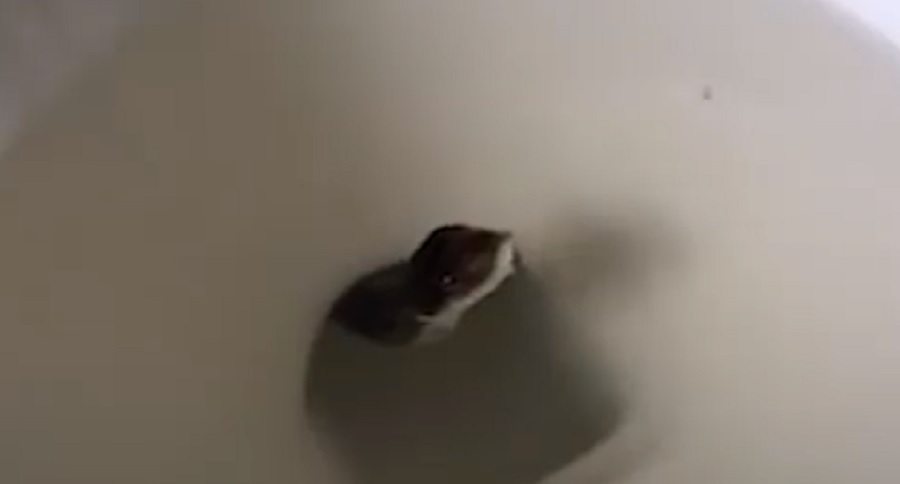 toilet dwelling snake