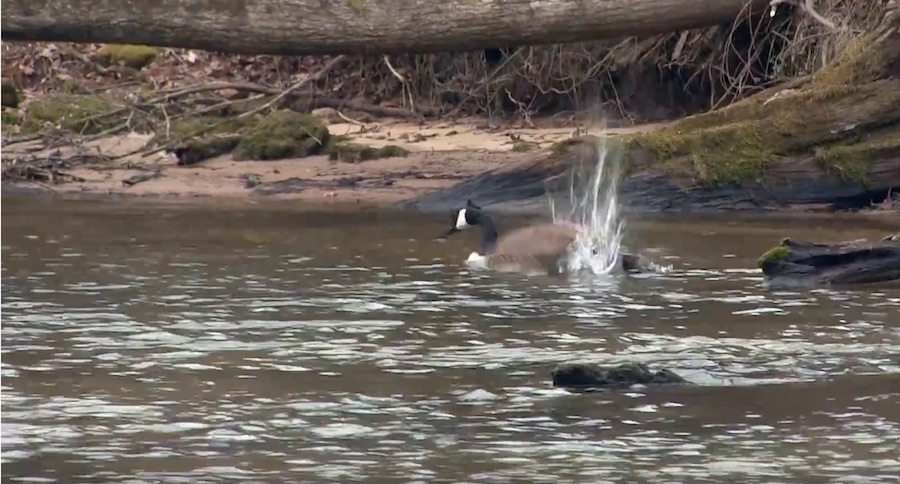 When Your Fishing Trip Turns Into A Goose Hunt