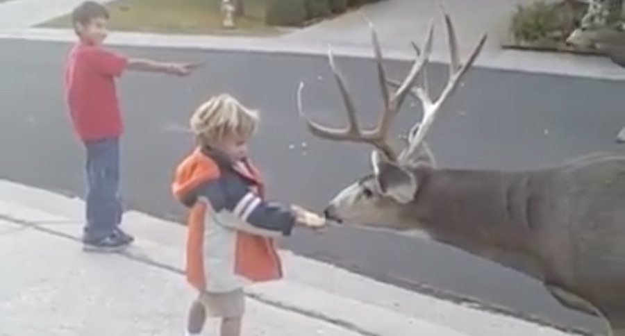Would You Let Your Kid Feed A Mule Deer By Hand Like This?