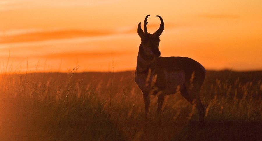 6 Best Pronghorn Antelope Hunting States