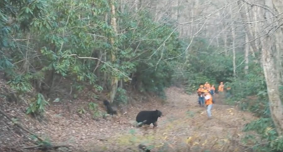 You Need To See This Tennessee Bear Hunt With Hounds
