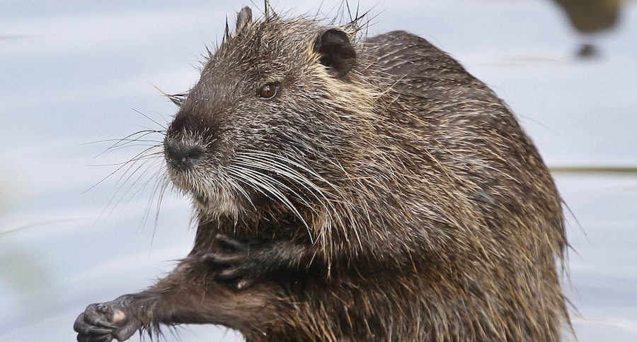 nutria sightings