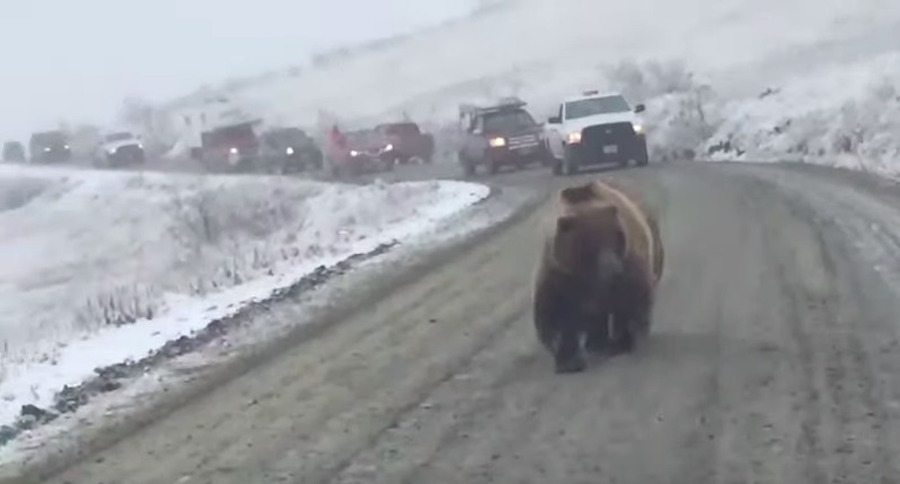 brown bear