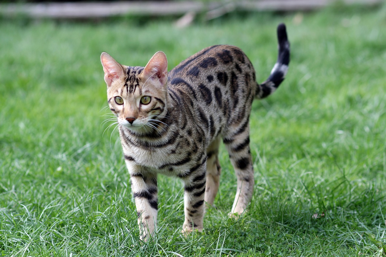 Bengal Cat