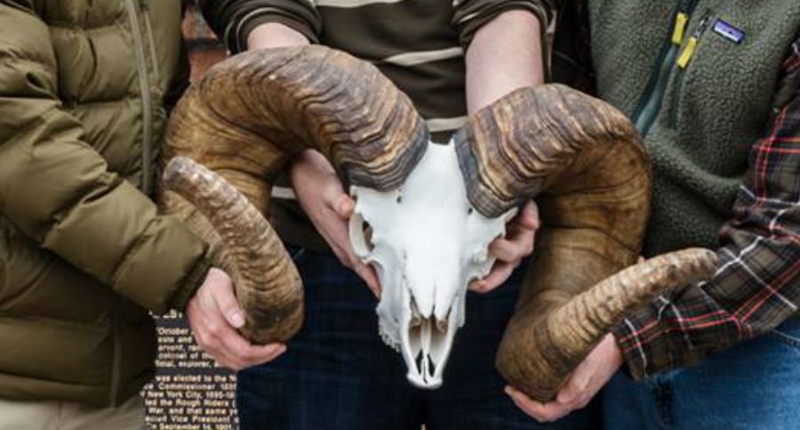 world record bighorn sheep