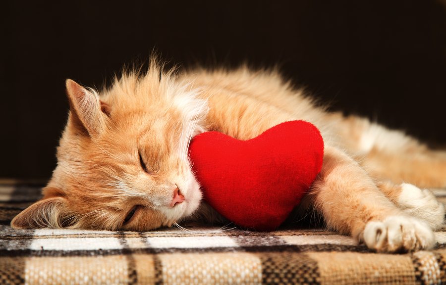 Beautiful golden red cat asleep hugging a small red plush heart toy. The concept of Valentine's Day