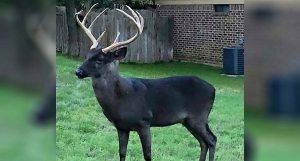 Black Deer in Backyard: How Rare is this Color Variation? - Wide Open ...