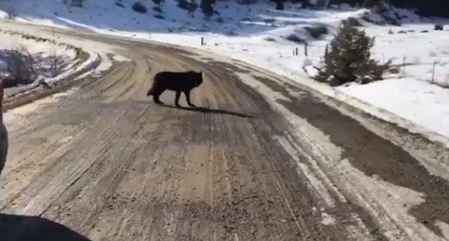 male black wolf