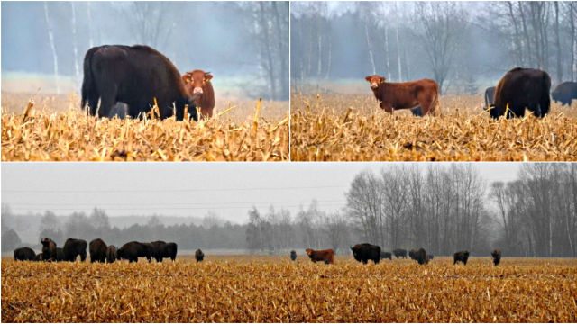 cow in bison herd