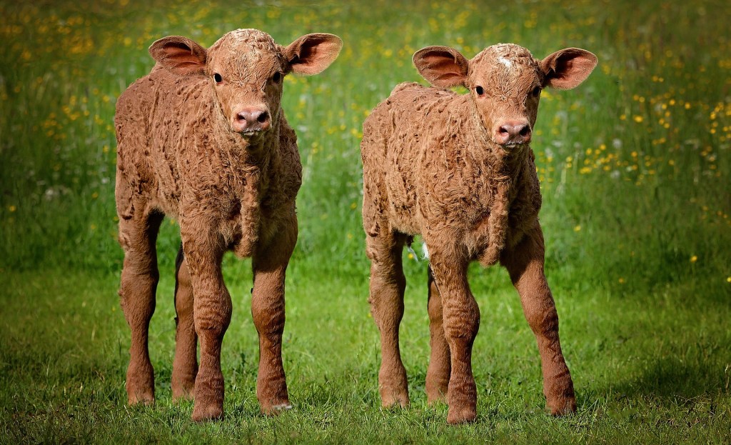 Two brown calves