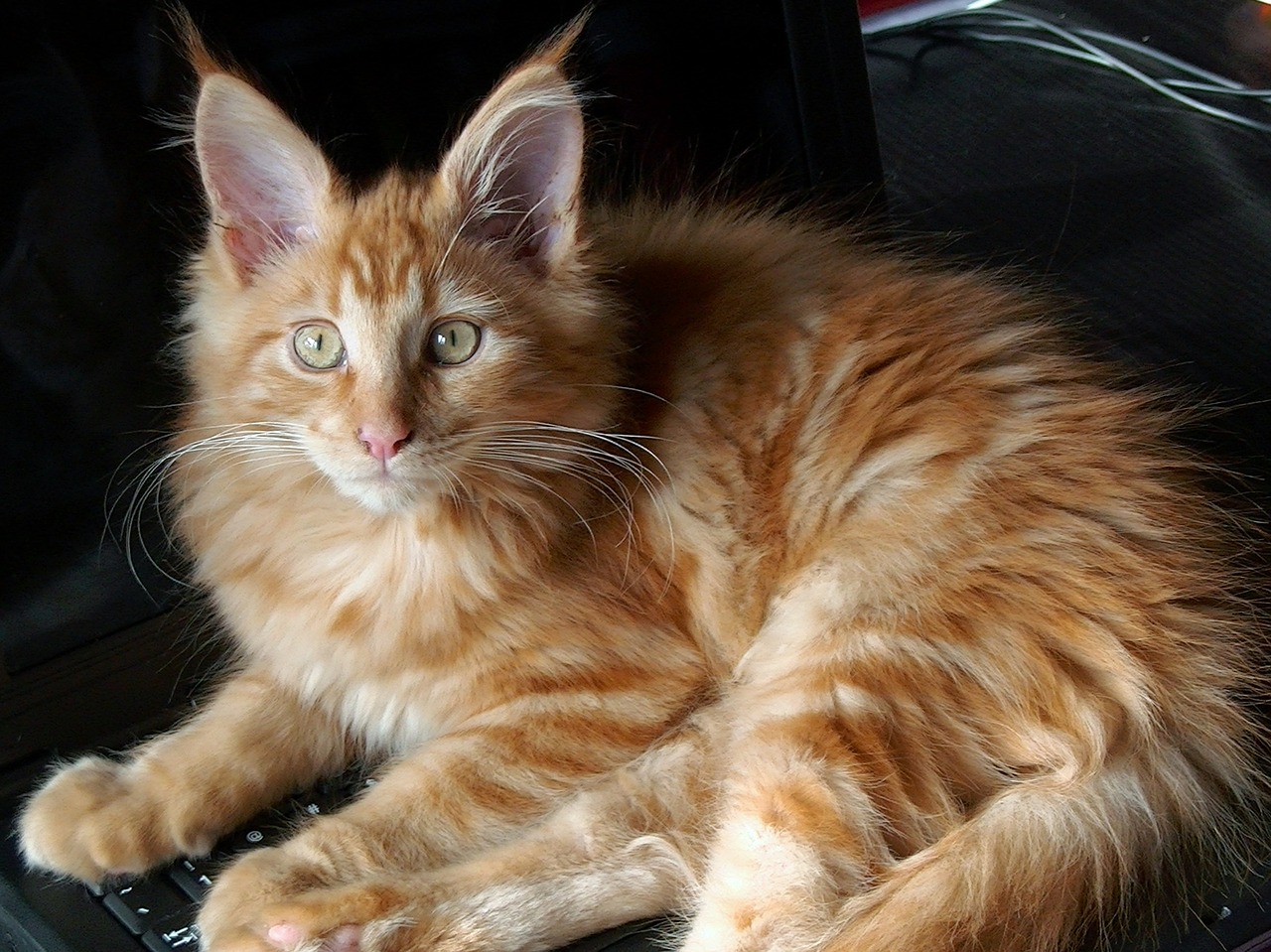 Maine Coon Cat