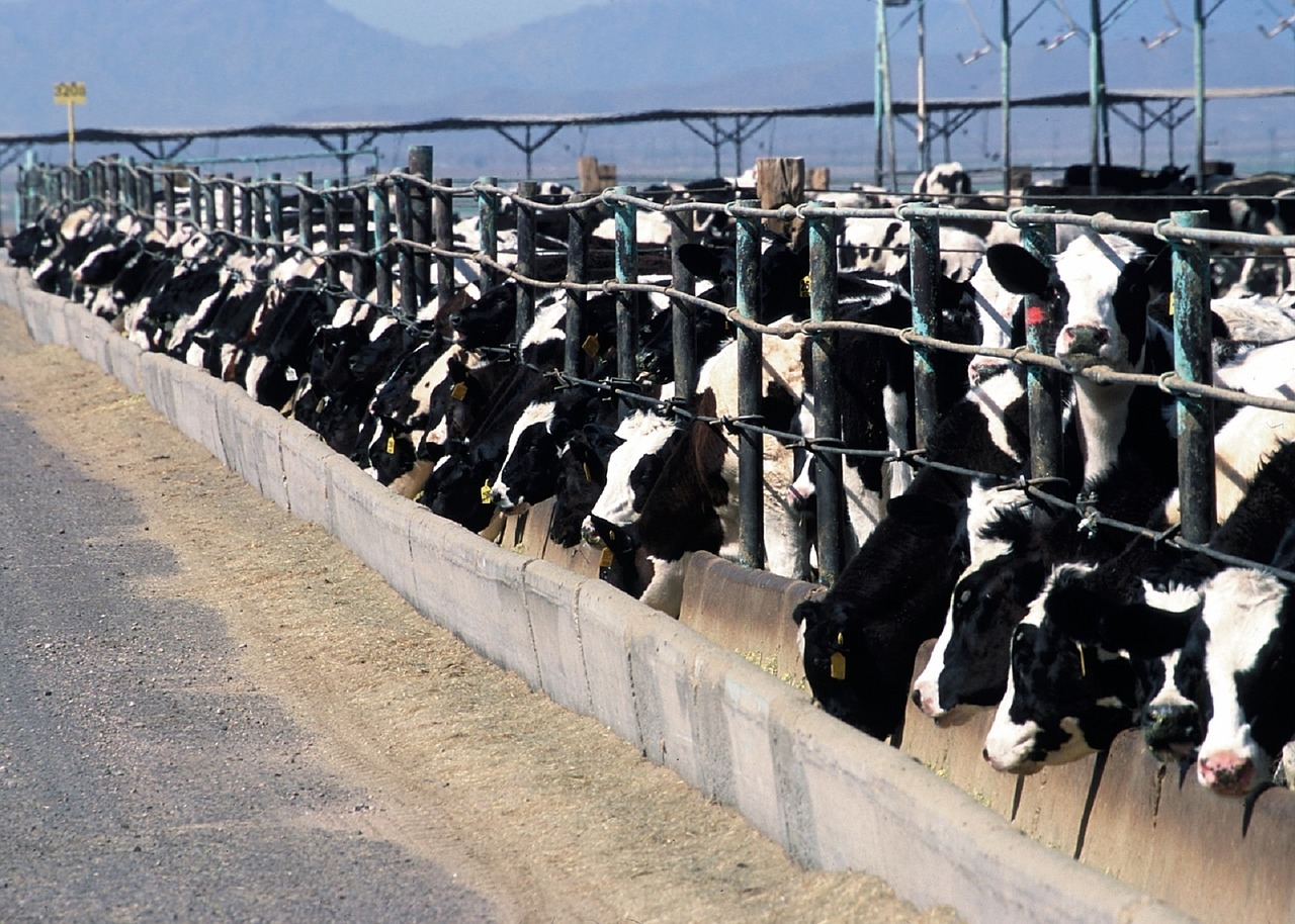cows at feed lot