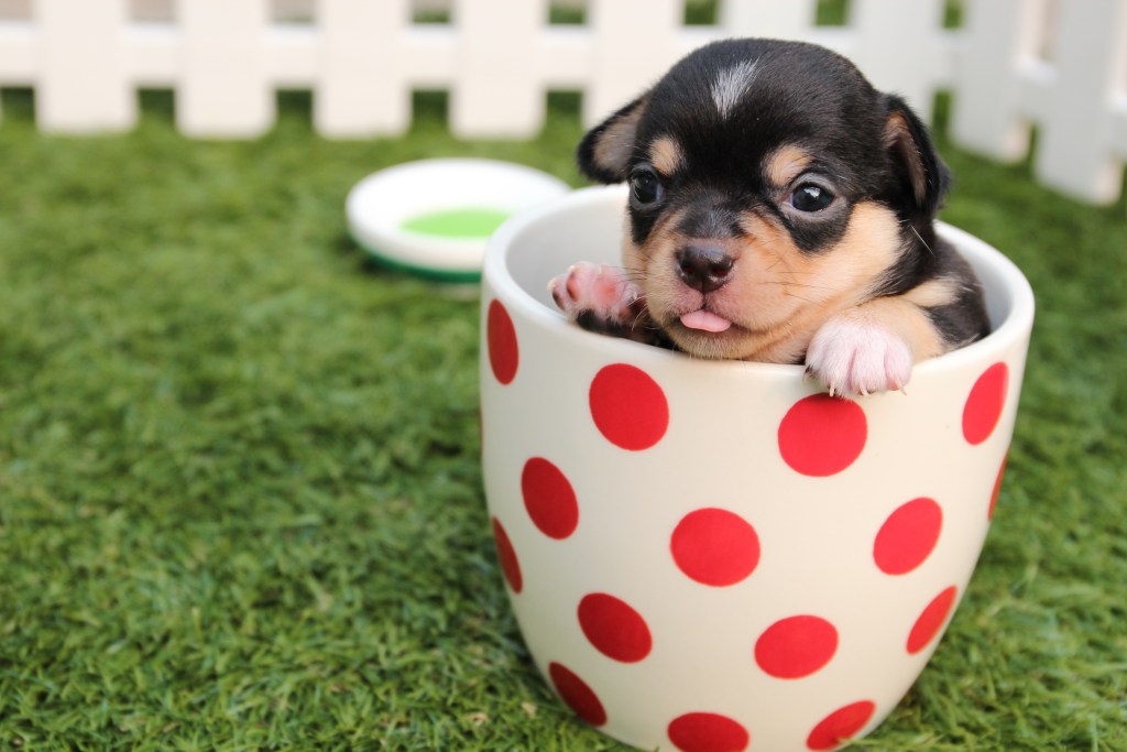 puppy in tea cup