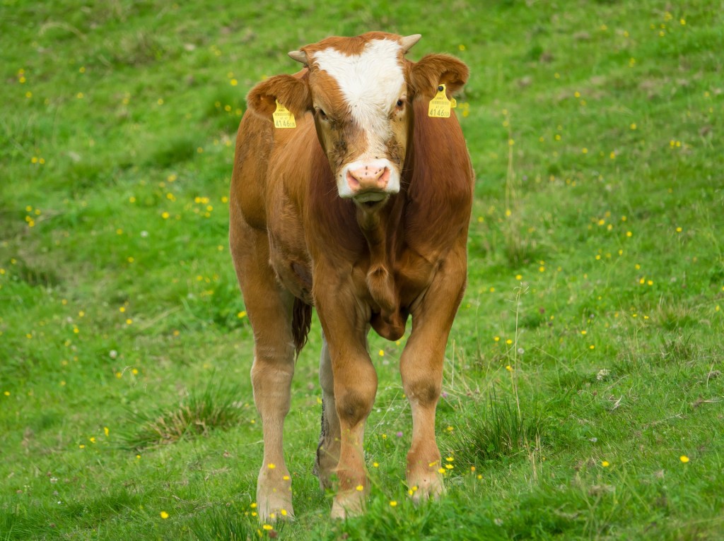 Brown and white calf