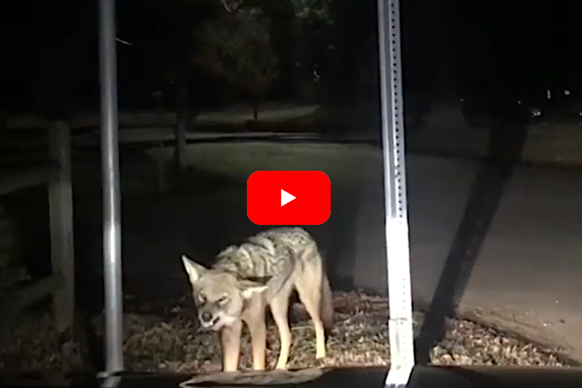 Coyote Urban